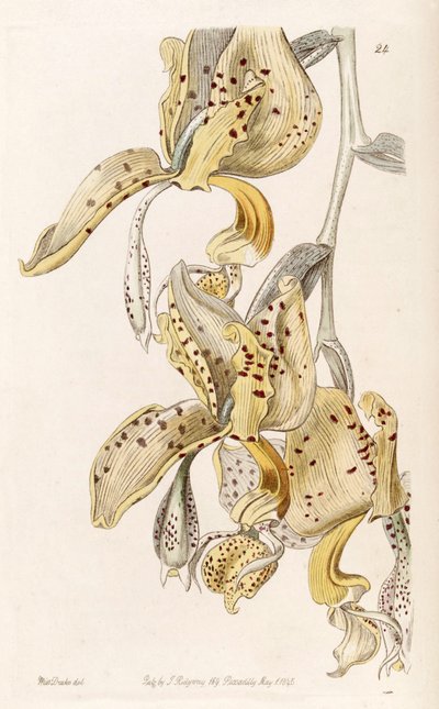 Stanhopea oculata - Miss Drake